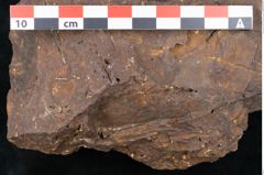 Foto (Detailansicht) von Sequoia novae zeelandiae Ettingshausen (NHMW-GEO-2024-0188-10199)